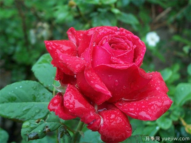 红玫瑰的介绍，花语和栽培养护(图1)