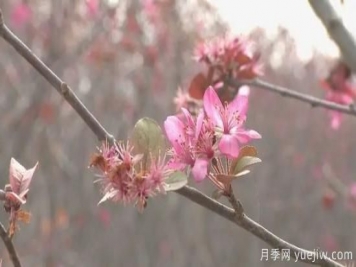 菏泽成武：千亩海棠反季节开花，逆袭深秋成一景
