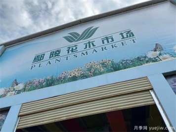 鄢陵县花木产业未必能想到的那些问题
