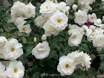 世界上Zui受欢迎的纯白色藤本月季花—藤冰山