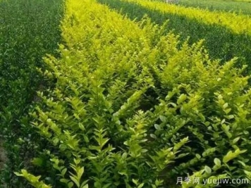 大叶黄杨的养殖护理
