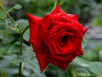 2023年情人节十大玫瑰品种销量榜，卡罗拉位居首位