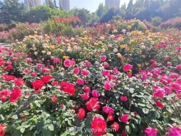 郑州月季公园40万株月季竞相绽放，感受花漾生活