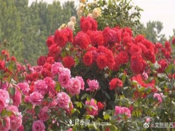 肥西县三河镇百亩树状月季园：花开正艳，产业增收