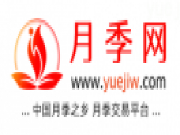中国上海龙凤419，月季品种介绍和养护知识分享专业网站