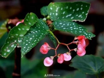 网红花卉之鳟鱼秋海棠，叶奇花美，如何进行日常养护